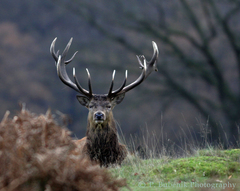 The King of Richmond park