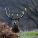 The King of Richmond park