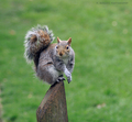 vevericka v parku