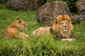 Zoo