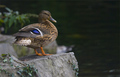 Kacka