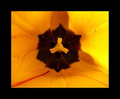 Tulip