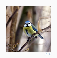 Sýkorka belasá  (Parus caeruelus