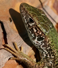 lizard