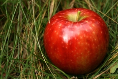 apple