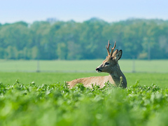 Srnec obecný (Capreolus capreolu