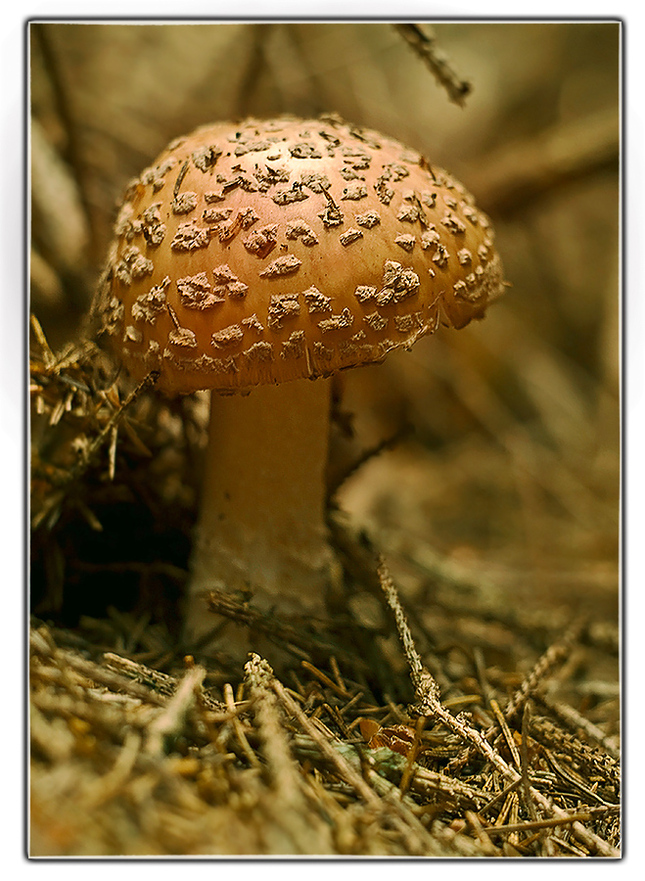 Muchotrávka červenkastá Amanita 