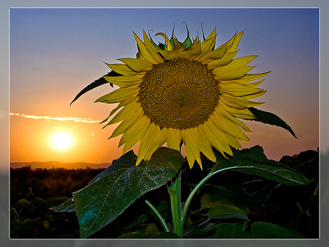 Sunsetflower II