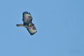 Buteo buteo 