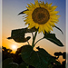 Sunsetflower