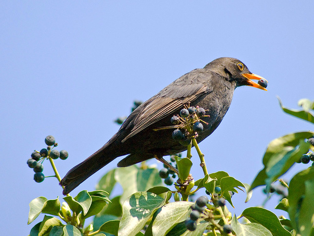 Drozd čierny ( Turdus merula )