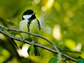 Sýkorka bielolíca (Parus major)