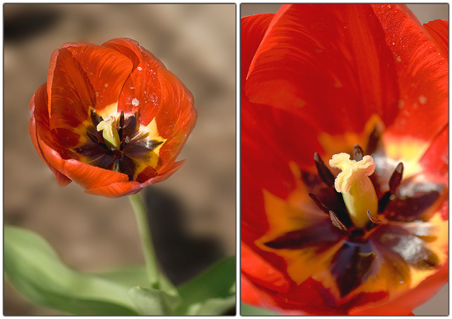 Tulip ZoomIN