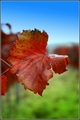 "Jesenný" list viniča