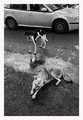 Homeless street dogs