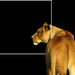 PANTHERA LEO