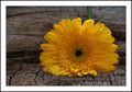 Gerbera
