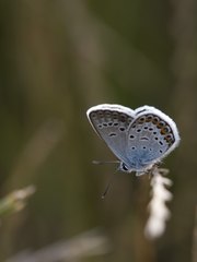 motyl