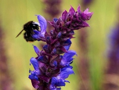 bombus