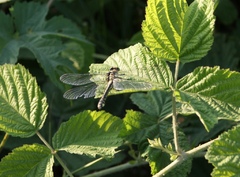 odonata