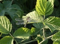 odonata