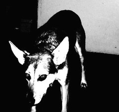 Dark Dog
