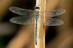 Aeshna mixta- šidlo pestré II.