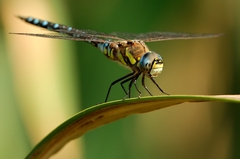 Aeshna mixta- šidlo pestré