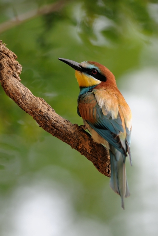 Merops Apiaster