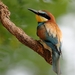 Merops Apiaster