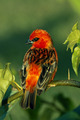 Foudia Madagascariensis