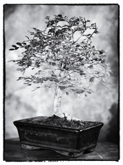 Bonsai #15 - Ulmus parvifolia