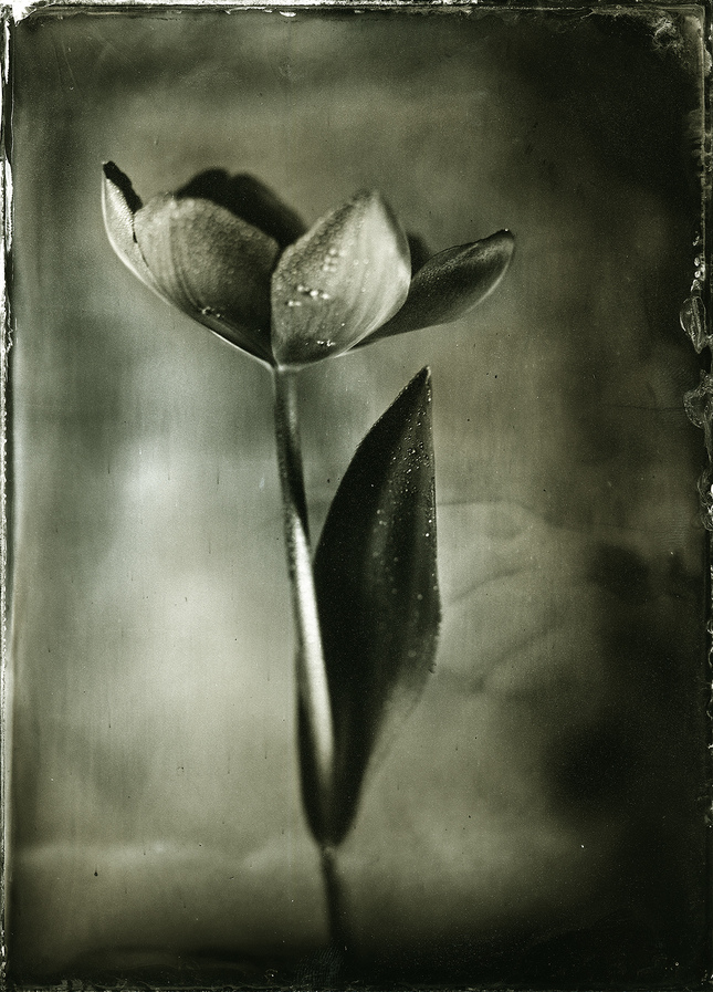 Wet Plate Collodion Day 2014#3