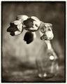 The Tulips