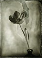 Wet Plate Collodion Day 2014#4