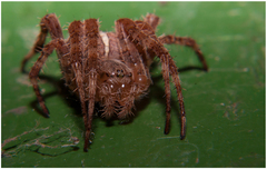 Arachno