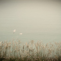 dve
