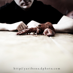 My pet lobster