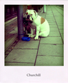 Churchill
