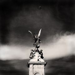 The wings