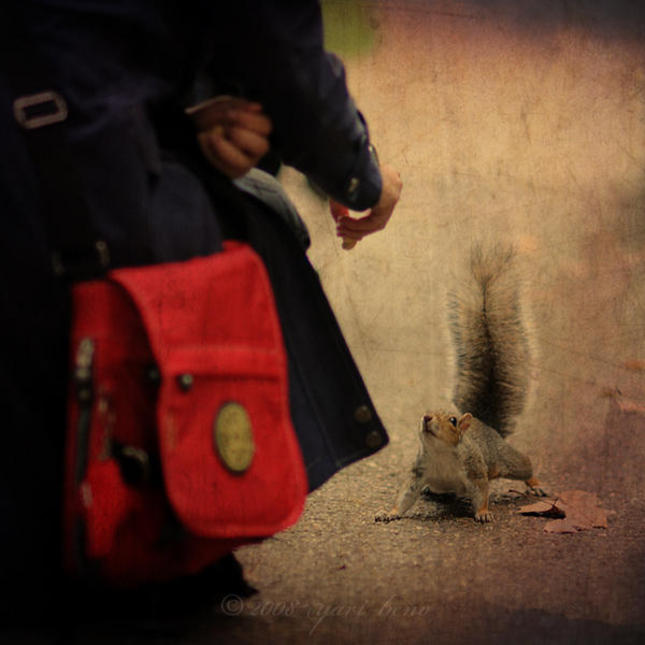 squirrel feeding