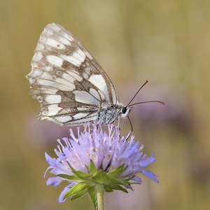 Melanargia galathea