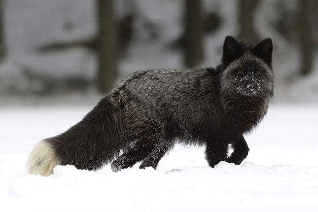 Vulpes lagopus