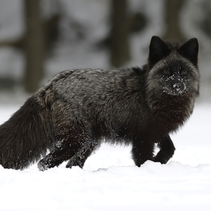 Vulpes lagopus