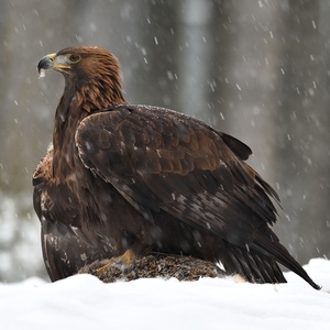 Aquila chrysaetos