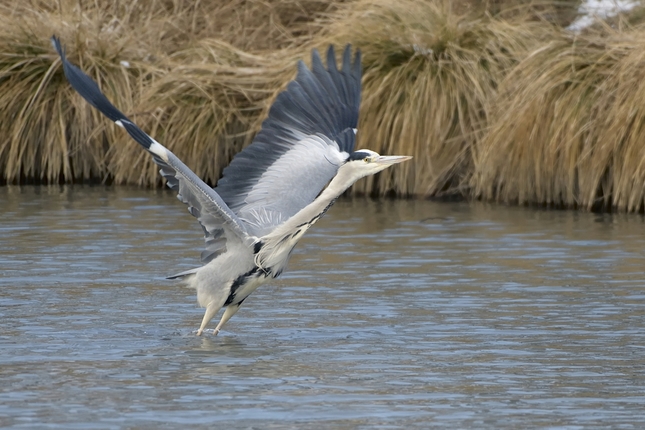 Ardea cinerea vzlet 1