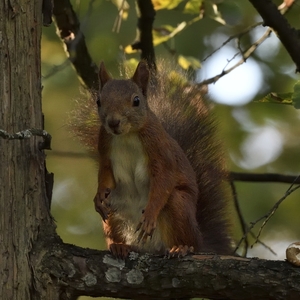 Sciurus vulgaris