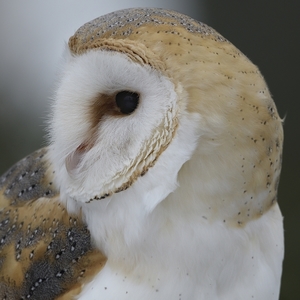 Tyto alba