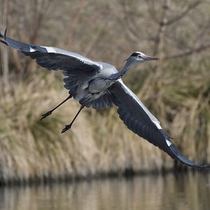 Ardea cinerea