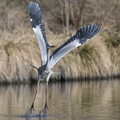 Ardea cinerea